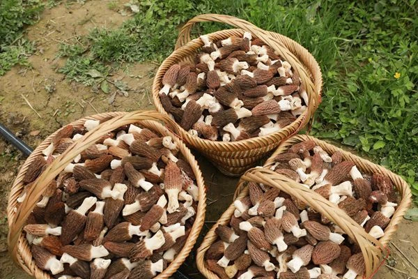 lentinan lentinan