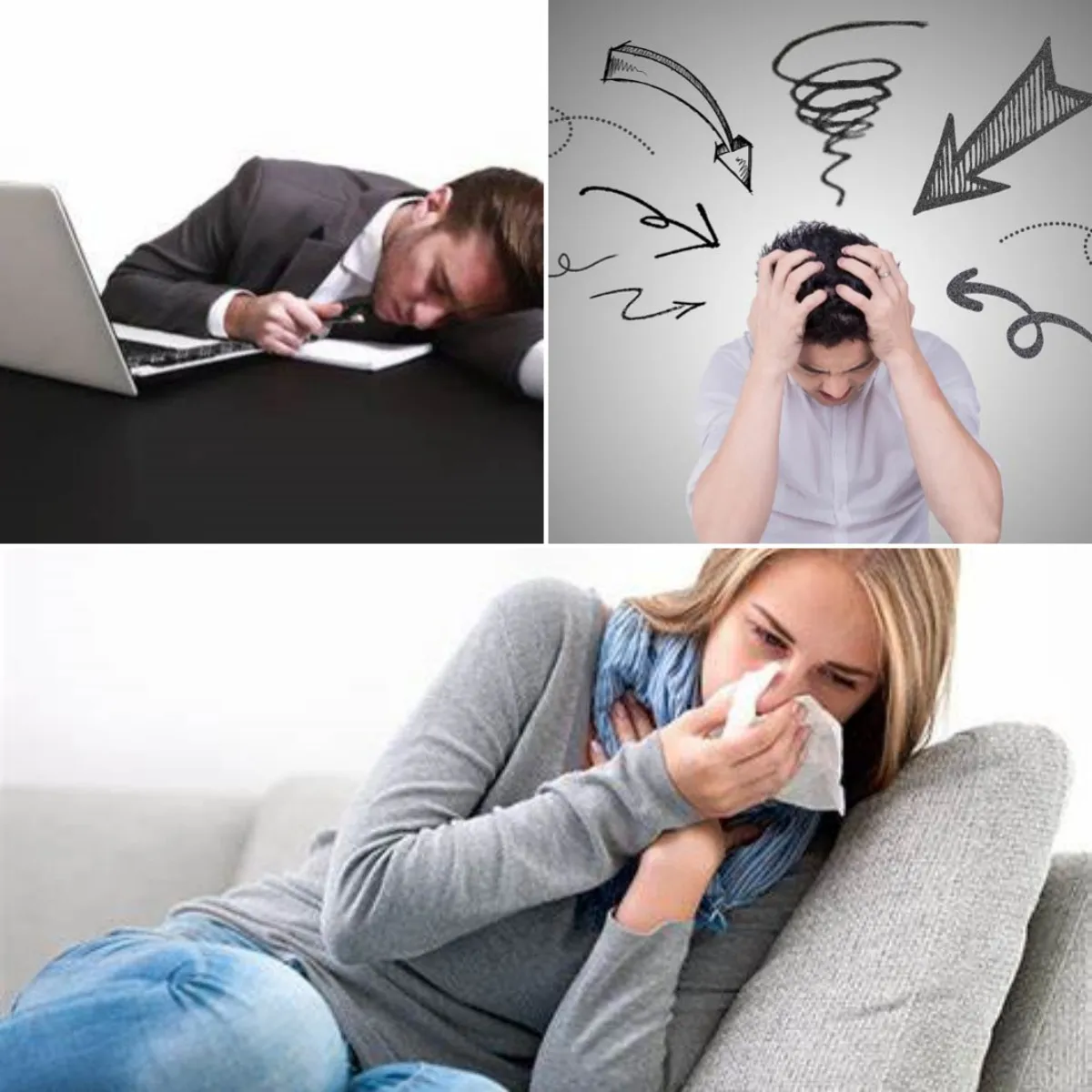 Siberian Ginseng Extract Function Siberian Ginseng Extract Function