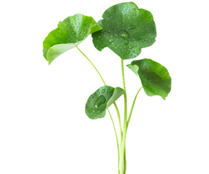 Gotu Kola Leaf Extract Powder Gotu Kola Leaf Extract Powder