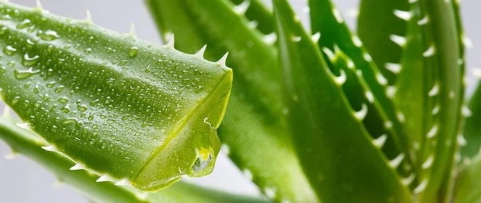 Aloe Extract Emodin Aloe Extract Emodin