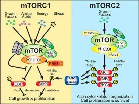 Rapamycin 2 Rapamycin 2